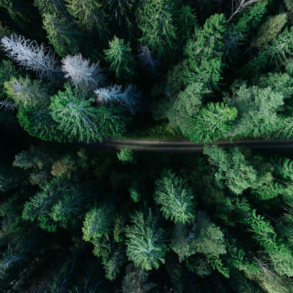 forest-1866837