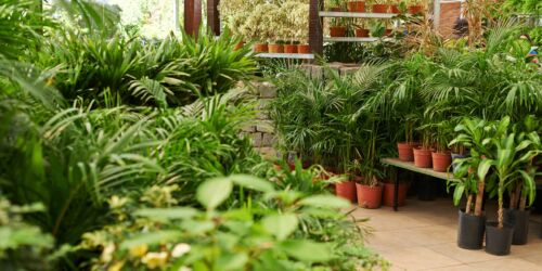 Plantagen IMI Agrippa